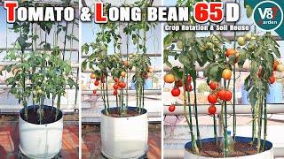 The Secret to Growing Tomatoes & Long Beans Together – Easy Gardening Tips