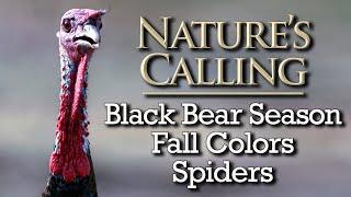 Nature's Calling - Black Bear Season, Fall Colors, and Spiders (Oct 2024)