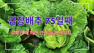 김장배추 75일째//하면 안 되는것 세가지//