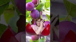 beautiful plum#plumfruit#asmr#viral#shorts