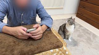 お気に入りの猫用こたつに父が入ってるのを見つけた猫がこうなっちゃってました…笑