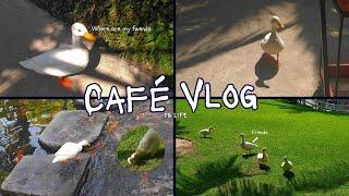 Café Vlog (Mostly ducks, rabits, chickens, funny moments) | r^jdyo