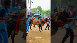 143kangayam kaalai | mass jump stand | #jallikattu #viralvideo