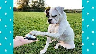 FUNNY REACTIONS DOG MAKES WRONG CHOICE ! Funny Everyday Compilation