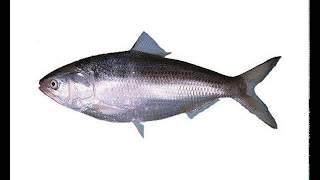 Bangladesh lifts Ban on Hilsa Fish export to India