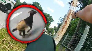 Deputies Rescue a Runaway Goat Trapped in Fence