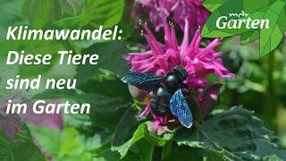 Holzbiene, Gottesanbeterin und Co: Diese Insekten sind Klima-Gewinner | MDR Garten