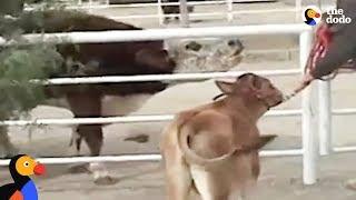 Crying Cow Mom Reunited With Calf in Magical Reunion | The Dodo