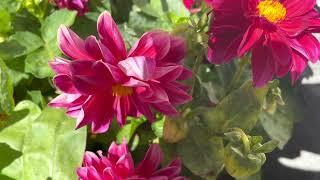 Flowers in Mahfuza Rahmans garden.