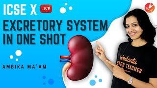 Excretory System in One Shot | Structure of the Kidney | ICSE Class 10 Biology Science | Vedantu