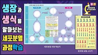 [과학실험] 생장과 생식을 알아보는 세포분열과정학습(체세포 분열, 생식세포 분열 원리)