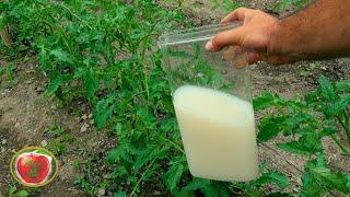 MAGIC FERTILIZER FOR ANY PLANT (100% success result)  !