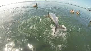 Tarpon Feeding. Caye Caulker, Belize (by Snorkeling Quest)