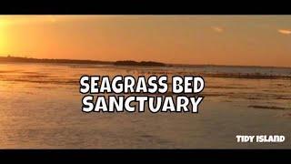 Secret World of Birds: Long Bar Pointe & Tidy Island Seagrass Beds