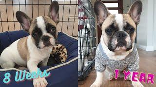 Funny French Bulldog Puppy Compilation- Ollie My Frenchie Puppy From 8 Weeks Old To 1 year!