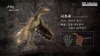 새의 조상 '시조새'