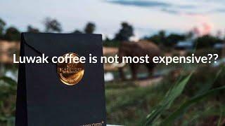 You Should Know | Most Expensive Coffee In The World