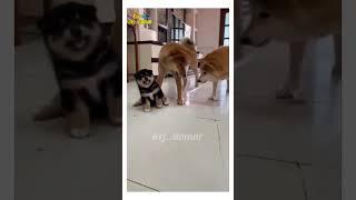 School Vacation  Funny Animals Dubbed Video #shorts #funny #rjstomar