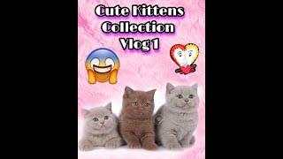 Funny Cute Kittens that will surely melt your hearts -  Vlog 1. Cute Kittens Collections