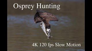 Osprey Hunting 2022