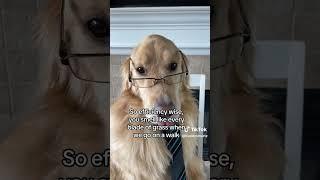 What do you think of Buddy’s performance? #funnydogvideos #dog #performancereview #shorts #funnydog