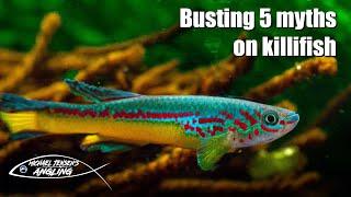 Myth busting - 5 die hard myths on killifish