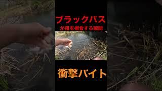 ブラックバスが餌を捕食する瞬間！！