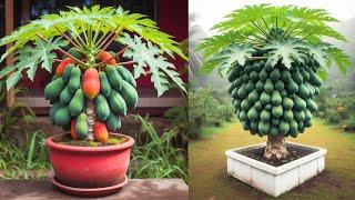 How to grow beautiful super dwarf papaya trees | Papaya air layering method