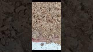 #shorts #carpet #cleaning #satisfying #calmingvideo #asmr#asmrvideos #woolrugcleaning #asmrtriggers