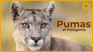 Photographing The Pumas Of Patagonia