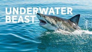 Shark Encounters: Adventures in Ecotourism and Preservation