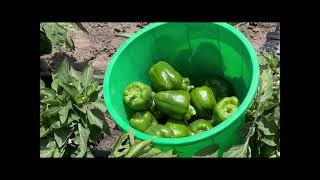 Harvesting over 600kgs of capsicum 🫑 weekly from less than a quarter an acre