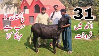 5 Months Old Buffalo Calf Sold for 31 Lakh ll Rustam 2 of Haji Shaukat Doggar of Multan