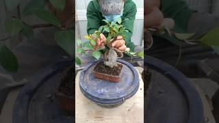 बोनसाई. Membuat bonsai berfungsi.