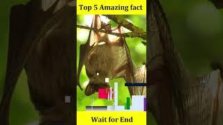 Top 5 Amazing animal facts  #viral #amazingfacts #5amazing #factsinhindi #trending #easyfacts