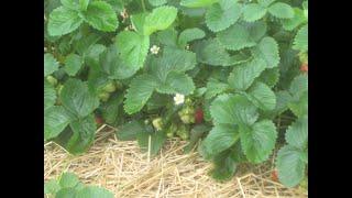 The Strawberry Life Cycle at Jones Family Farms