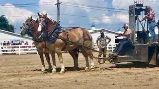 Heavyweight horse pull at Erie County Fair in Hamburg, NY 2024