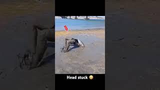 Head stuck in the mud  #viralvideo #viralreels #funny #viralshorts #viralshort #viralvideos #fyp