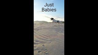 Just Babies poem by icon303 #shorts