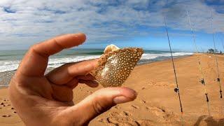 COMO PESCAR NA PRAIA e pegar MUITOS PEIXES usando ISCA NATURAL!!! PESCAMOS e COMEMOS ali mesmo.