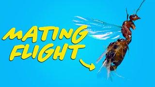 Ant Mating Flight Captured in Slow Motion