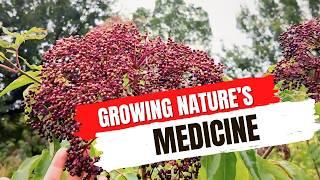 From Army Vet to Elderberry Expert: A Simple Farming Journey