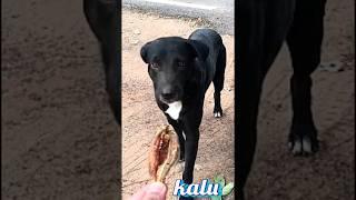 Called the street dog#dog sound #41kviral#shorts