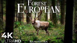 Forest 4K  European Nature Relaxation Film - Video Ultra HD