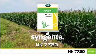 #entertainment syngenta NK 7720