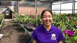 AOG Cattleya Care Video