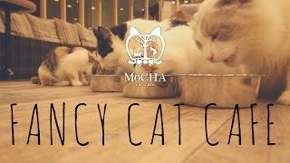 Tokyo's Fanciest Cat Cafe | Kanai even Tokyo 猫カフェ