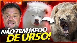 SAMOIEDA, A RAÇA RUSSA PRIMITIVA! | RICHARD RASMUSSEN