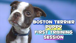 Boston Terrier Puppy FIRST TRAINING SESSION