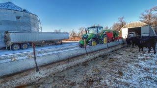 Feeding Cattle in -13F